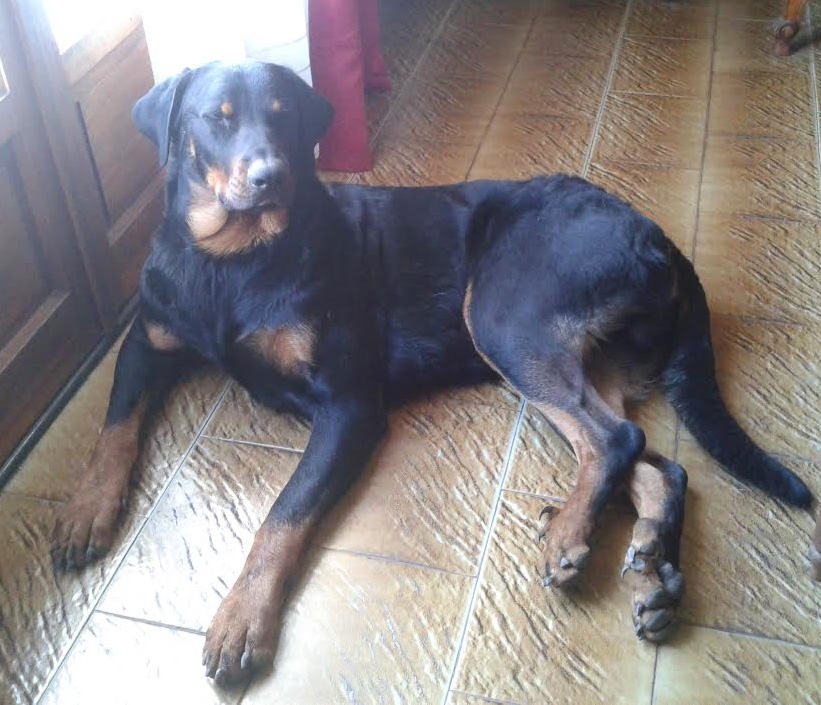 domainedelalicorne.fr Elevage de beauceron chiot beauceron pure race élevage du clos de la licorne elevage des gardiens de la licorne elevage beauceron noir et feu authentique gros gabarits élevage de Beauceron familial sérieux et qualité domainedelalicorne.fr suivi des chiots conseil d’éducation chiot propre bas rouge santé caractère spécialiste du beauceron noir et feu ou arlequin chien rustique berger de France  nos chiots sont élevés avec amour et attention notre passion au service de la qualité Beauceron de qualité et sportif domaine de la licorne 04380 BARRAS élevage en liberté éleveur berger de beauce élevage de beauceron de travail 